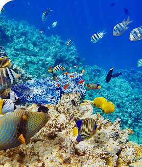 Marine & Coastal Conservation