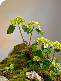 Plant Biodiversity Studies