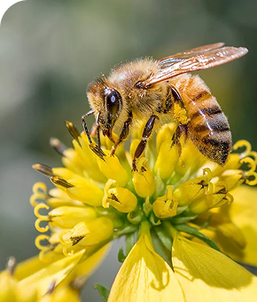 Pollinator Activity Insights