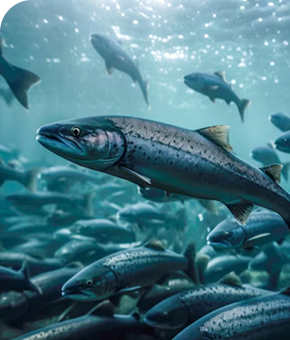 Freshwater Fish Diversity